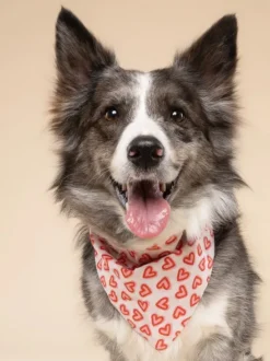 Bandana pour chien - Lover - The Paws