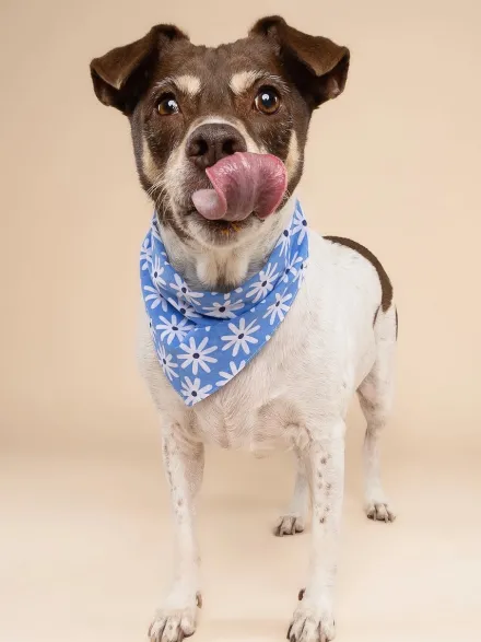 Bandana pour chien - Lyla - The Paws