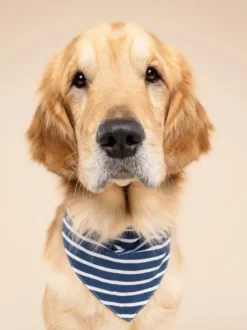 Bandana pour chien - Marinière - The Paws