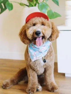 Bandana pour chien - Motif Baseball ⚾ - The Paws
