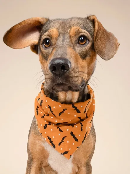 Bandana pour chien - Motif Batty 🦇 - The Paws