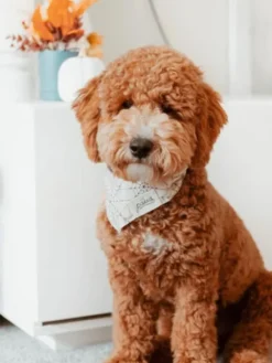 Bandana pour chien - Motif Bitsy - The Paws