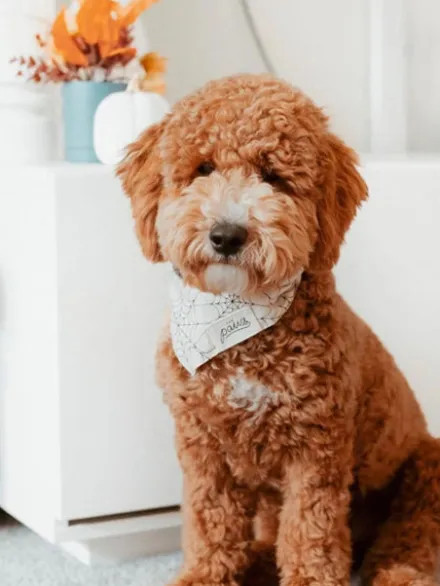 Bandana pour chien - Motif Bitsy - The Paws