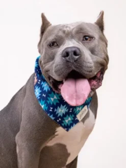 Bandana pour chien - Motif Blue Ridge - The Paws