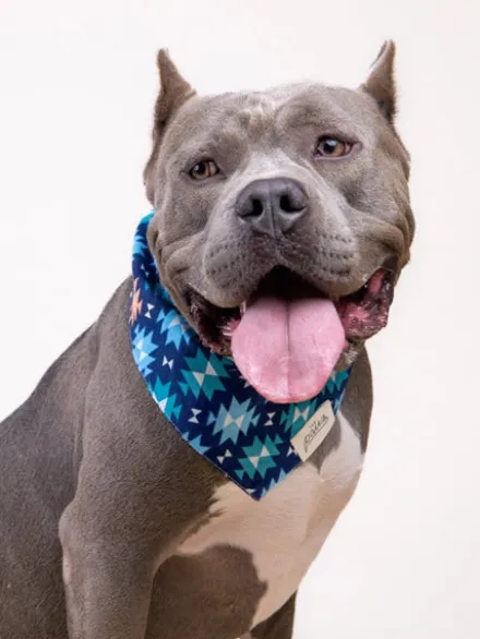 Bandana pour chien - Motif Blue Ridge - The Paws