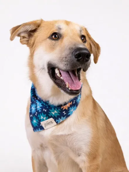 Bandana pour chien - Motif Blue Ridge - The Paws