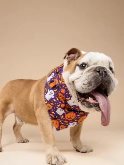 Bandana pour chien - Motif Boo crew 👻 - The Paws