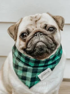 Bandana pour chien - Motif Bourbon - The Paws