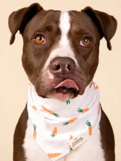 Bandana pour chien - Motif Carotte 🥕 - The Paws