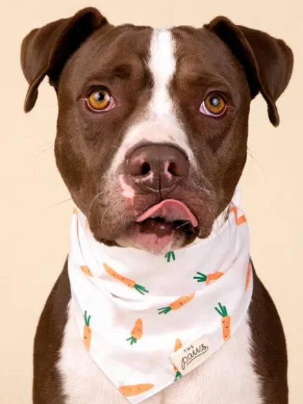 Bandana pour chien - Motif Carotte 🥕 - The Paws