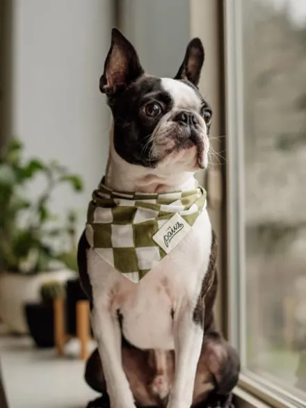 Bandana pour chien - Motif Checkmate ♟️ - The Paws