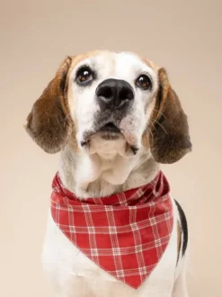 Bandana pour chien - Motif Cider ♦️ - The Paws