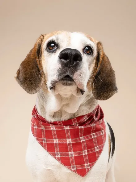 Bandana pour chien - Motif Cider ♦️ - The Paws