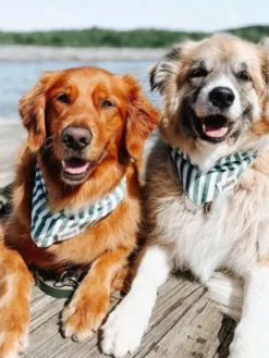 Bandana pour chien - Motif Crew à rayure - The Paws