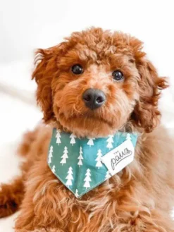 Bandana pour chien - Motif Forest Sapin - The Paws