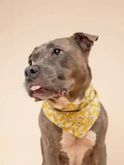 Bandana pour chien - Motif Golden Fall 🍂 - The Paws
