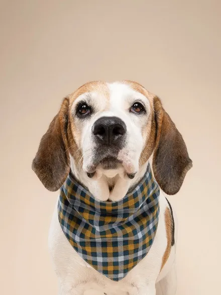 Bandana pour chien - Motif Maple 🍁 - The Paws