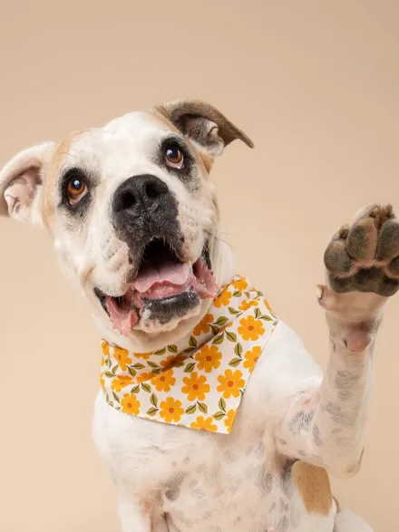 Bandana pour chien - Motif Marigold 🏵️ - The Paws