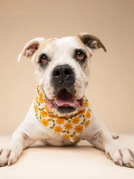 Bandana pour chien - Motif Marigold 🏵️ - The Paws