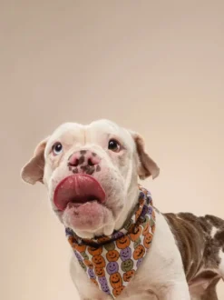 Bandana pour chien - Motif Pumpkin patch 🎃 - The Paws