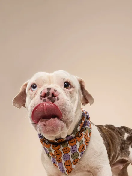 Bandana pour chien - Motif Pumpkin patch 🎃 - The Paws