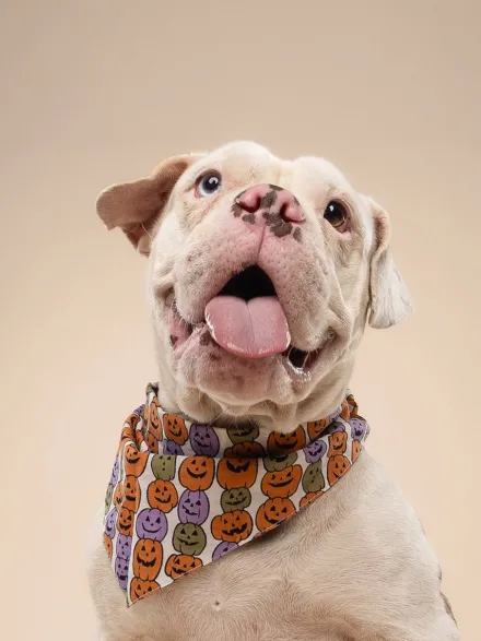 Bandana pour chien - Motif Pumpkin patch 🎃 - The Paws