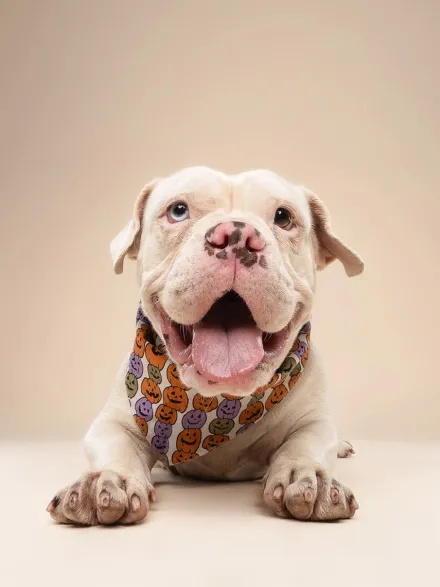 Bandana pour chien - Motif Pumpkin patch 🎃 - The Paws