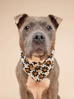 Bandana pour chien - Motif Pumpkin petals 🎃🏵️ - The Paws