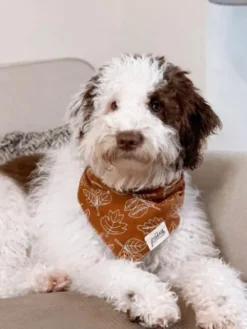 Bandana pour chien - Motif True North - The Paws