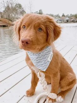 Bandana pour chien - Motif Vague - The Paws