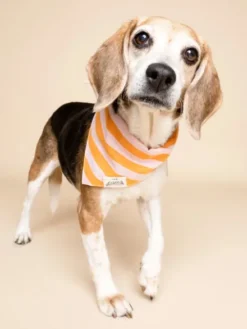 Bandana pour chien - Nusa - The Paws