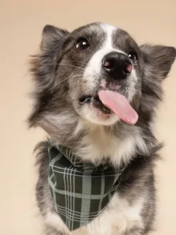Bandana pour chien - Pine Winter - The Paws