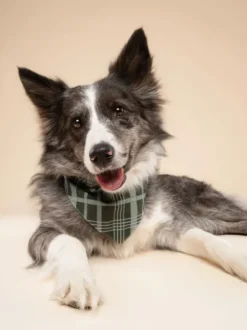 Bandana pour chien - Pine Winter - The Paws