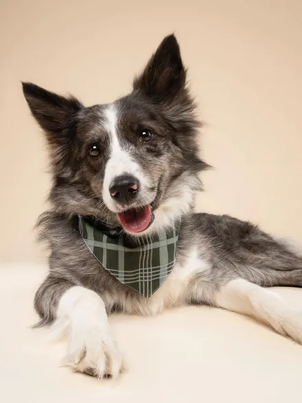 Bandana pour chien - Pine Winter - The Paws