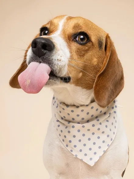 Bandana pour chien - Polka Dot Bleu - The Paws
