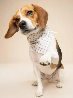 Bandana pour chien - Polka Dot Bleu - The Paws