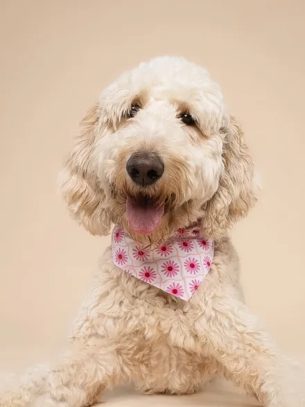 Bandana pour chien - Poppy - The Paws
