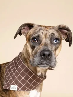 Bandana pour chien - Stratford - The Paws