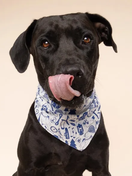 Bandana pour chien - Wander - The Paws