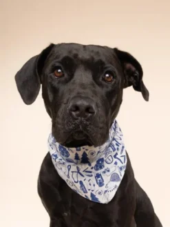 Bandana pour chien - Wander - The Paws