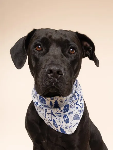 Bandana pour chien - Wander - The Paws