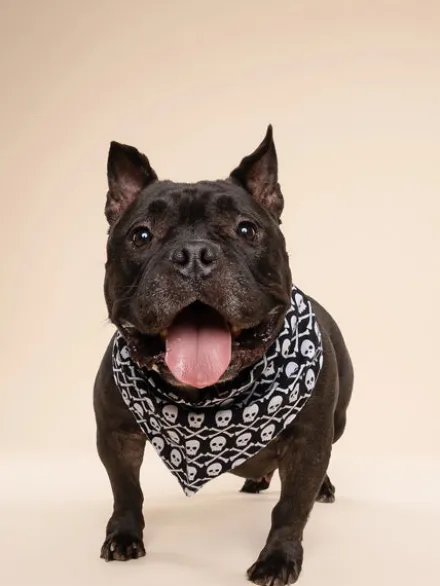 Bandana pour chien - Wicked - The Paws