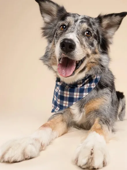 Bandana pour chien - Winter - The Paws
