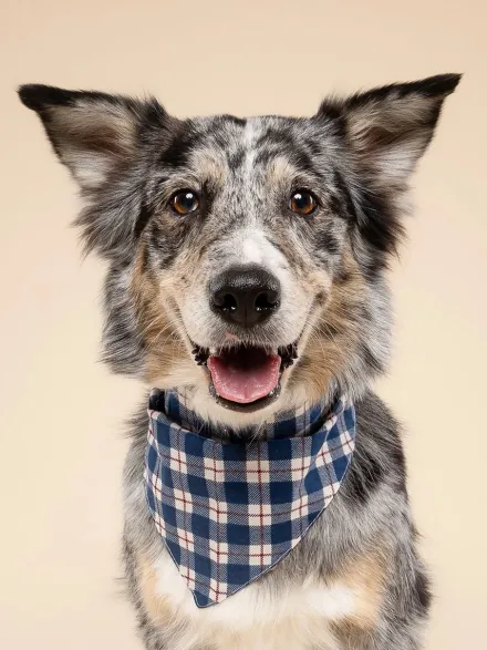 Bandana pour chien - Winter - The Paws