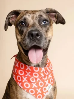 Bandana pour chien - XoXo - The Paws