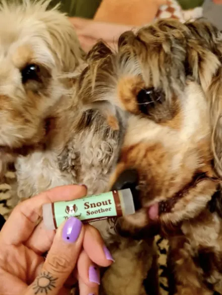 Baume pour chien - Réparation et protection de la truffe - Natural Dog Company