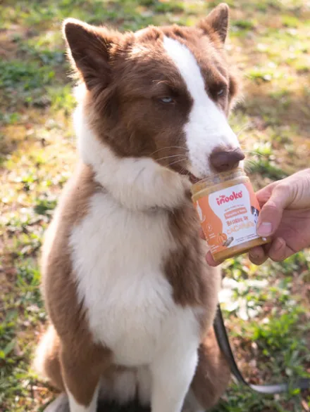 Beurre de cacahuète pour chien - Citrouille 🎃 et Cannelle - inooko