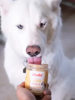 Beurre de cacahuète pour chien - Banane 🍌 et Graine de Lin - inooko