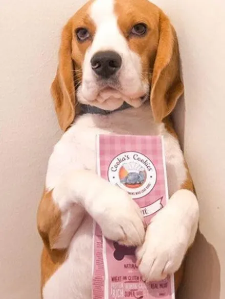 Biscuits Antioxydants pour chien - Pâté de foie - Cooka's Cookies