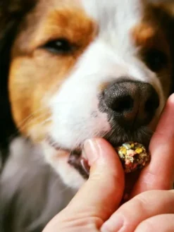 Biscuits de pâques pour chien - Happy Bonbon 🥕 - Cooka's Cookies